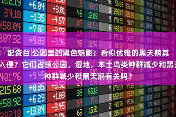 配资台 公园里的黑色魅影：看似优雅的黑天鹅其实存在生态入侵？它们占领公园，湿地，本土鸟类种群减少和黑天鹅有关吗？